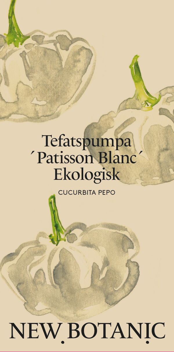 Tefatspumpa 'Patisson Blanc', Ekologisk - Nyhet!
