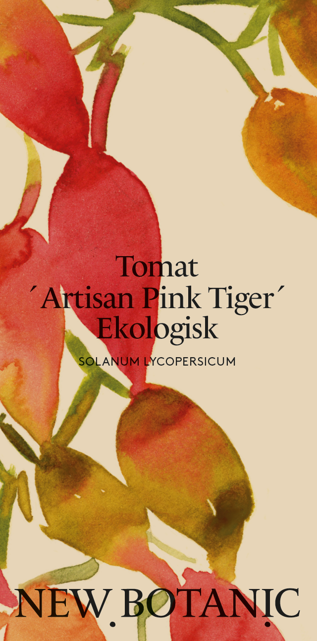 Tomat Artisan 'Pink Tiger', Ekologisk - Nyhet!