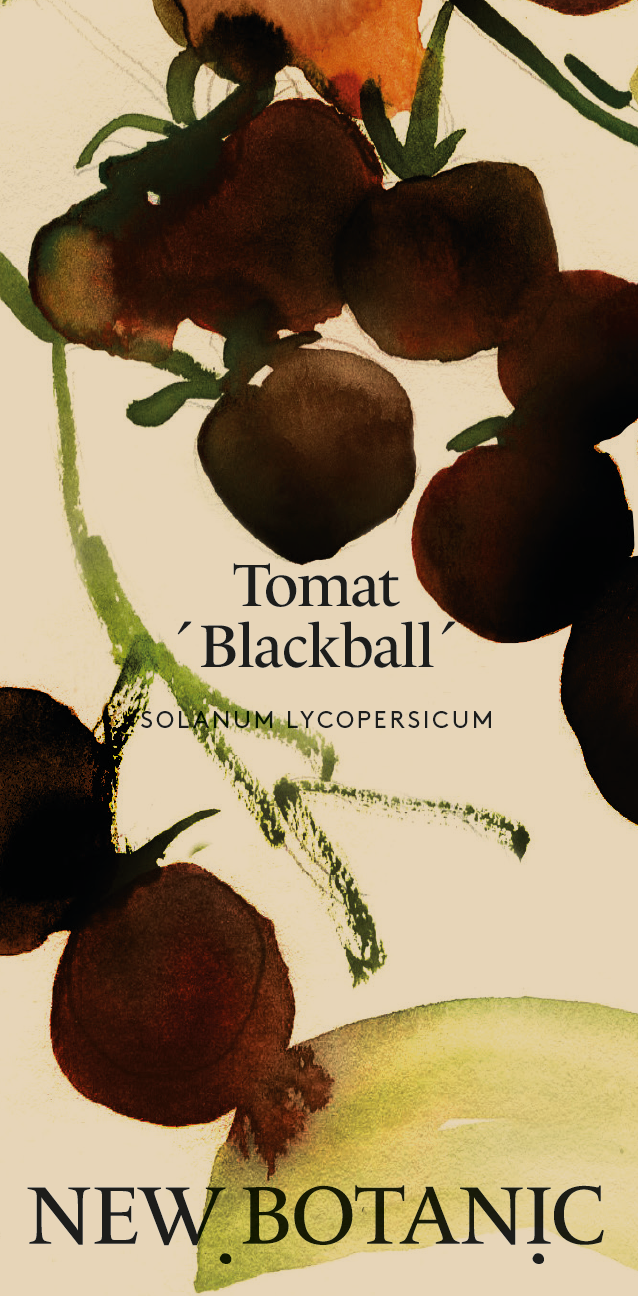 Tomat 'Blackball' - Nyhet!
