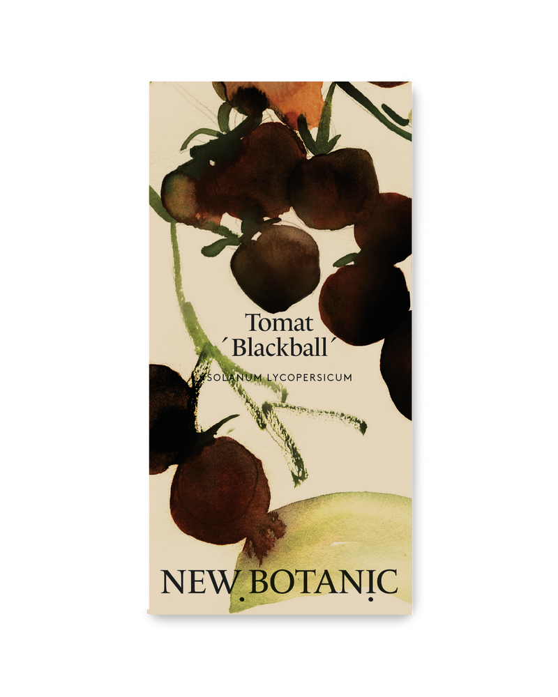 Tomat 'Blackball'