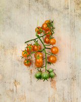 Körsbärstomat 'Sungold' F1 - Nyhet!