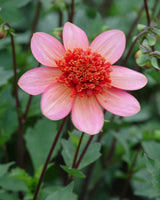 Rose & Amber Collection – dahlior perfekta för krukodling