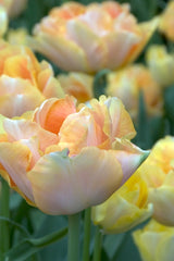 Tulpan 'Charming Lady'