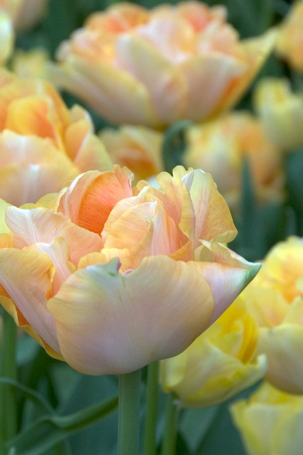 Tulpan 'Charming Lady'