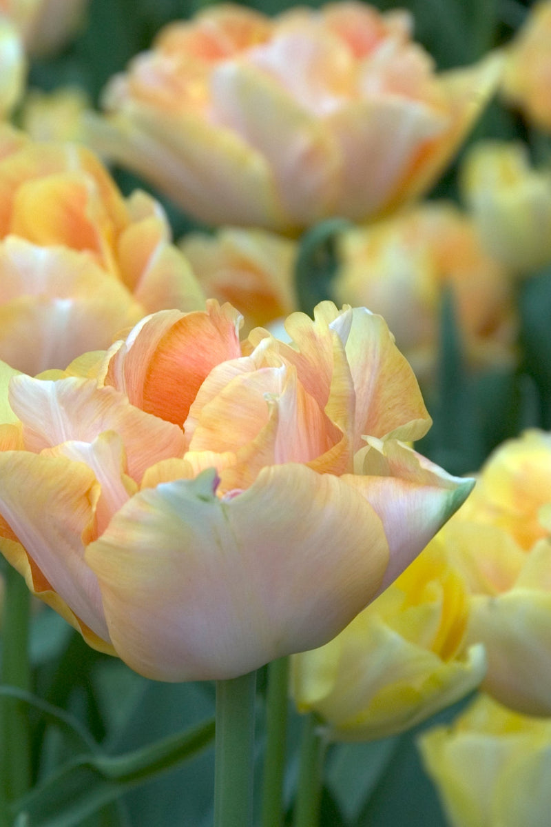 Tulpan 'Charming Lady'