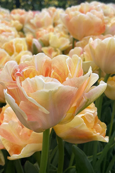 Pastel Sorbet Collection - designad blomsterlöksrabatt