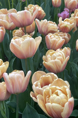 Pastel Sorbet Collection - designad blomsterlöksrabatt