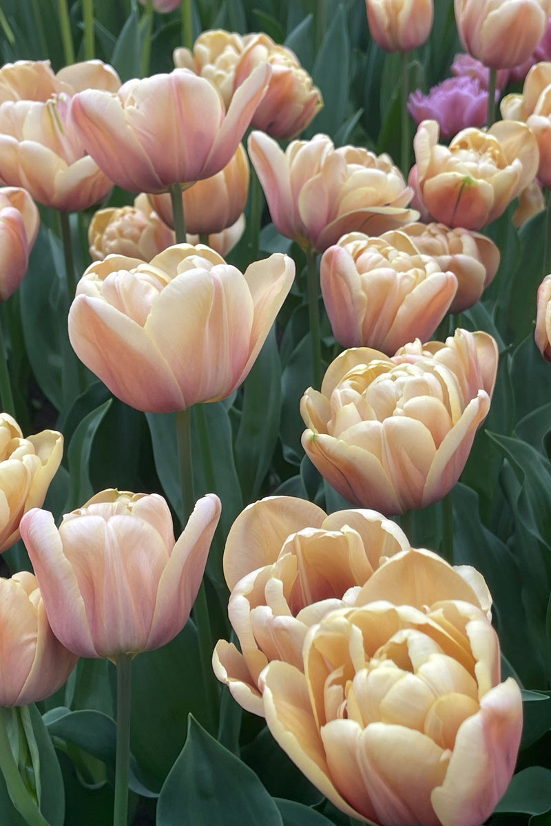 Pastel Sorbet Collection - designad blomsterlöksrabatt