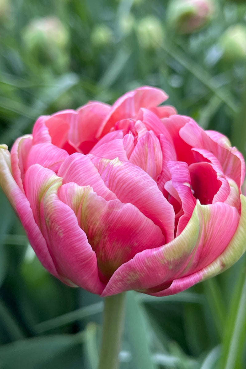 Lipstick Love Collection - designad blomsterlöksrabatt