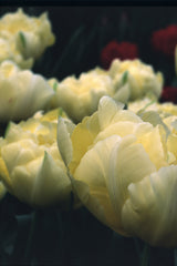 Pastel Sorbet Collection - designad blomsterlöksrabatt