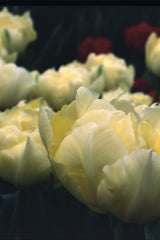 Tulpan 'Verona'