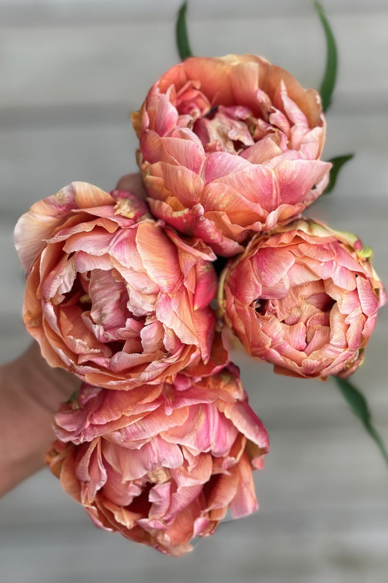 Pastel Sorbet Collection - designad blomsterlöksrabatt