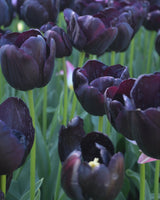 Tulpan 'Queen Of Night'
