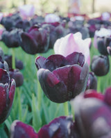 Tulpan 'Queen Of Night'