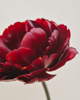 Passionate Collection - Nyhet!