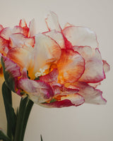 Tulpan 'Aquilla'