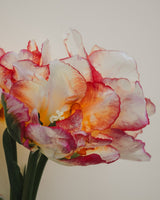 Passionate Collection - Nyhet!