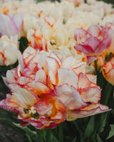 Passionate Collection - Nyhet!
