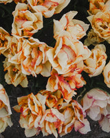 Tulpan 'Aquilla'
