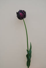 Tulpan 'Black Hero'