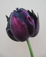 Lipstick Love Collection - designad blomsterlöksrabatt