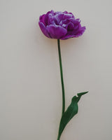 Tulpan 'Blue Diamond
