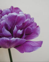 Tulpan 'Blue Diamond