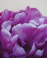 Tulpan 'Blue Diamond