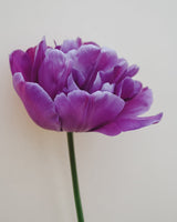 Tulpan 'Blue Diamond