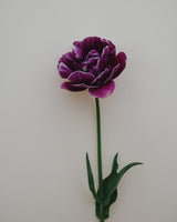 Tulpan 'Dream Touch'