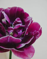 Tulpan 'Dream Touch'