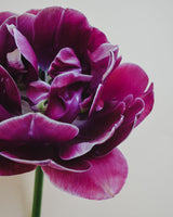 Majestic Collection - Nyhet!