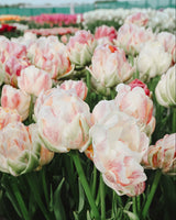 Tulpan 'Finola'