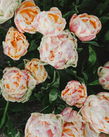 Tulpan 'Finola'