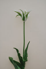 Tulpan 'Greenstar'