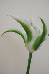 Tulpan 'Greenstar'