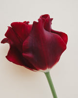 Tulpan 'Red Dress'