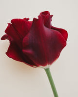 Passionate Collection - Nyhet!