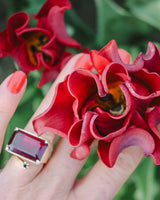 Tulpan 'Red Dress'