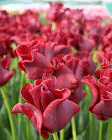 Tulpan 'Red Dress'