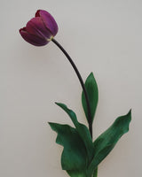 Tulpan 'Ridgedale'