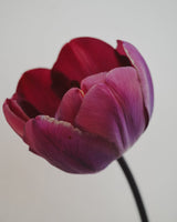 Tulpan 'Ridgedale'