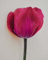 Tulpan 'Roussillion'