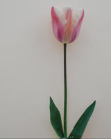 Tulpan 'Salmon Van Eijk'