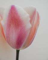 Tulpan 'Salmon Van Eijk'