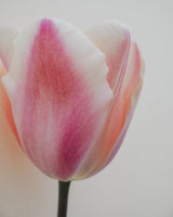 Passionate Collection - Nyhet!