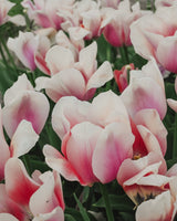 Passionate Collection - Nyhet!