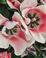 Tulpan 'Salmon Van Eijk'