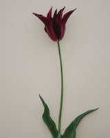 Tulpan 'Sarah Raven'