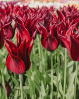 Tulpan 'Sarah Raven'